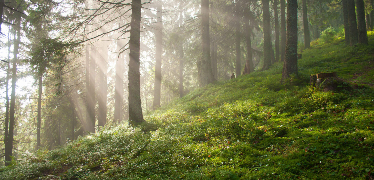 Lorem ipsum dolor sit amet, consectetur adipiscing elit.