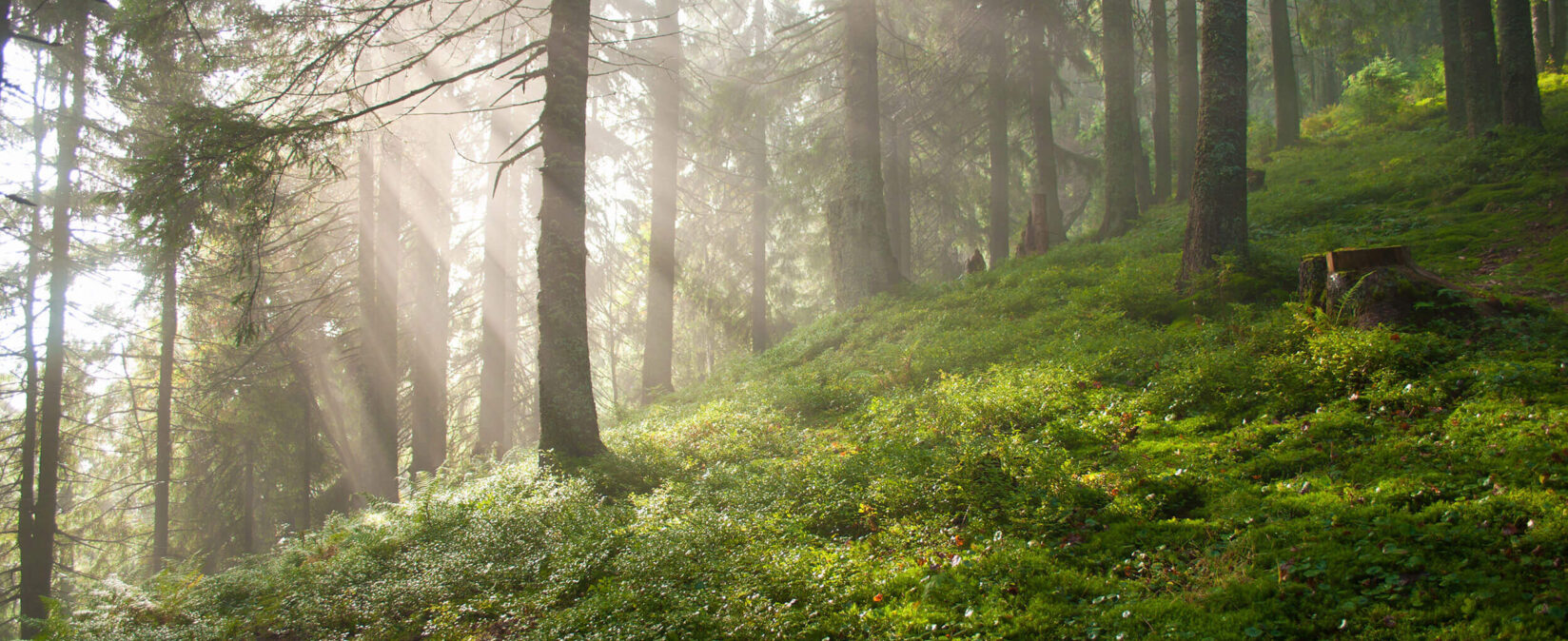 Lorem ipsum dolor sit amet, consectetur adipiscing elit.