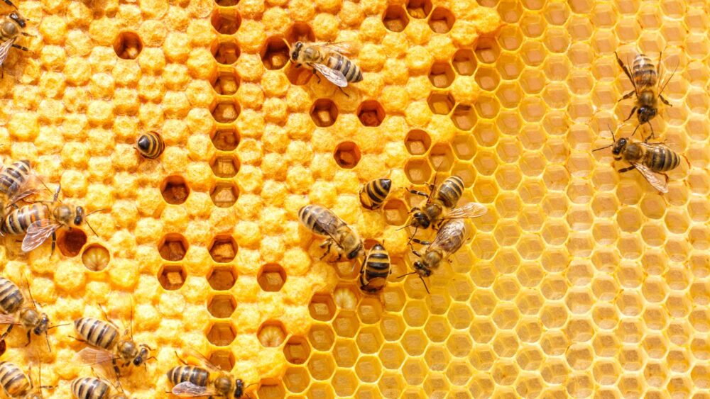 Bim Symbolbild Bienenstock